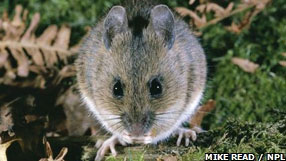 Earth News (European woodmouse  Mike Read/NPL)