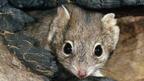 Nature (crest-tailed mulgara  John Cancalosi/naturepl.com)