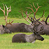 A Troubling Decline in the<br /> Caribou Herds of the Arctic 