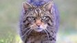 Scottish wildcat