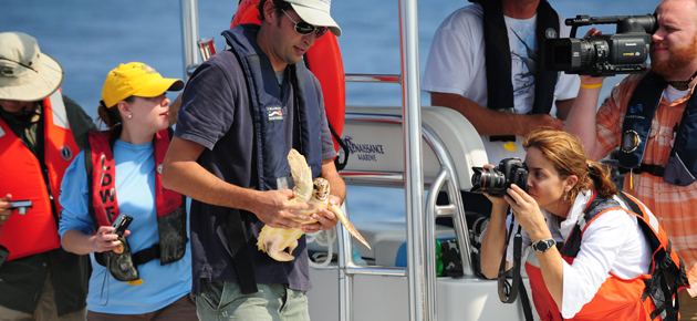 Dr. Brian Stacy, NOAA Fisheries veterinarian, prepares to release a sea turtle in federal waters off Louisiana. Carolyn Cole of LA Times captures the moment. Credit: U.S. Coast Guard. 