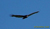 Turkey Vulture