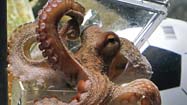 Octopus that predicted World Cup results dies