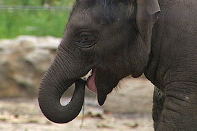 TV still of newborn elephant calf from Taronga Zoo