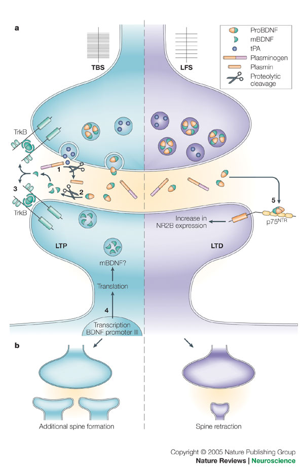 Brain derived neurotrophic factor