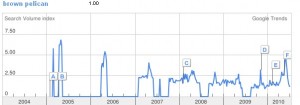 google trends chart for "brown pelican" searches over time