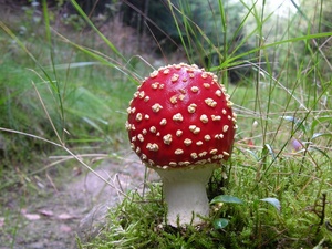 Amanita muscaria