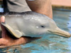 Baby dolphin