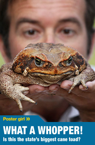 Fifi the cane toad