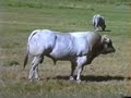 Piedmontese Cattle