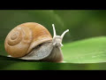 Spontaneous Snail