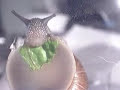 Snail Eating Lettuce