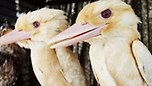 albino kookaburras