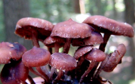 Psilocybe naematoliformis