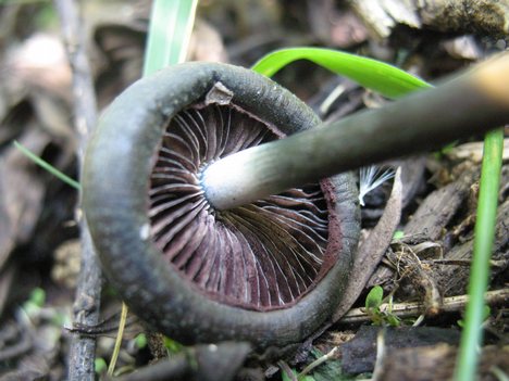 Psilocybe villarrealiae, which is only known to a small area of Mexico.