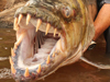 Goliath tigerfish