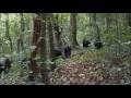 Violent chimpanzee attack - Planet Earth - BBC wildlife