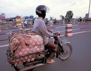 pigs on a bike