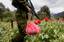 A Mexican army soldier walks through a field of heroin poppies in the mountains surrounding Chilpanc