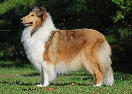   (collie rough) - ,  