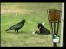 Crow adopts kitten