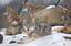 Picture of a group of male wolves (canis lupus lupus) from the dutch zoo of dierenrijk