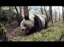 Giant panda bear does handstand! BBC wildlife