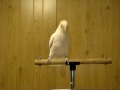 Whip Your Hair Bird! Frostie Dancing To Shake Your Tail Feather!