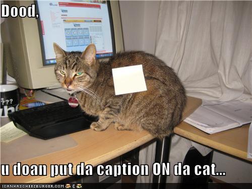 funny pictures - Dood,   u doan put da caption ON da cat...