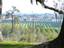 distant orange groves from atop site of Bok Tower (Iron Mountain summit)