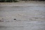 Debris floating down the flooded Brisbane River.