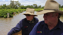 Staff members from the Riversands Winery in St George inspect damage from the Queensland floods.