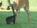 Young deer bathing kitty