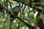 The Hispaniolan Trogon is one of two species restricted to the islands of the Caribbean