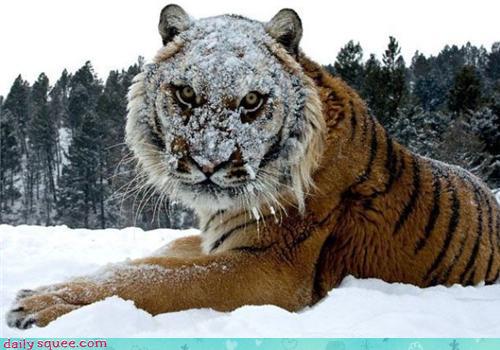 Cute Baby Animals - Kabuki Tiger