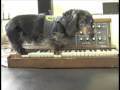 Wiener Dog On A Minimoog - Parry Gripp