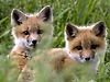 Cute animals