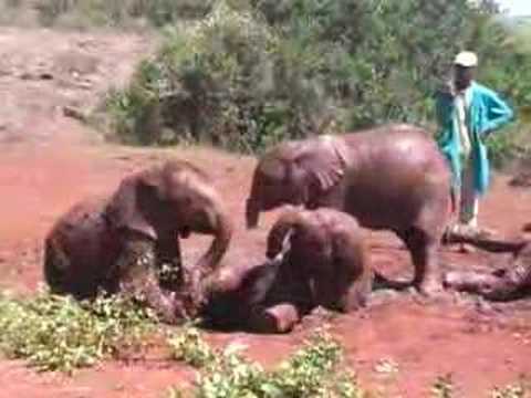 Elephant Orphans at The Sheldrick Wildlife Trust