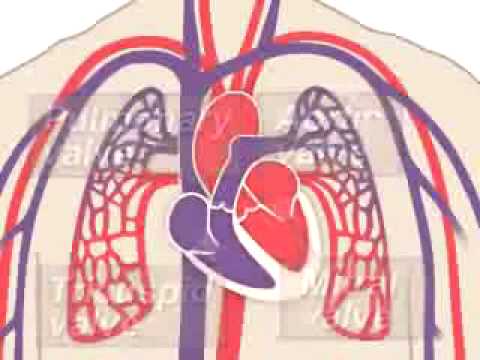 Circulatory system