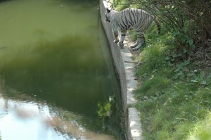 WHITE-TIGER-ZOO