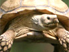 Tortoise