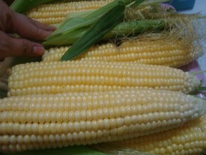 Corn - Maize - Crop