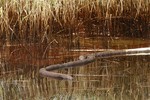 A soaked oil boom and oil are seen as EPA Administrator Lisa Jackson tours marshes impacted from the Deepwater Horizon oil spill in Pass a Loutre, La. on Monday, May 24, 2010.