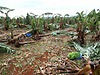 Banana plantation cyclone yasi