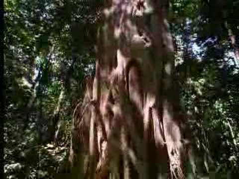 How the fig tree strangles other plants for survival in the rainforest - David Attenborough - BBC wildlife