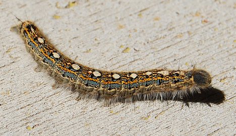 Forest tent caterpillar (Malacosoma disstria)