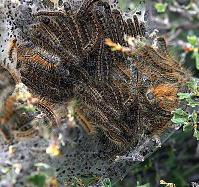 Western tent caterpillar, Malacosoma californicum.