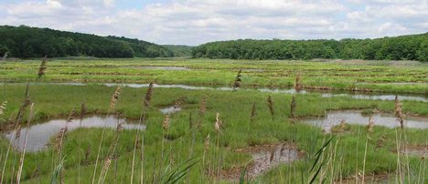 Salt marsh.