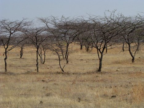 Heat Stroke in Trees - trees with no leaves