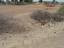 Barren Land - dried trees - heat wave - heat stroke